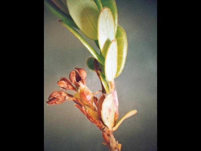 Canneberge - Gel printanier