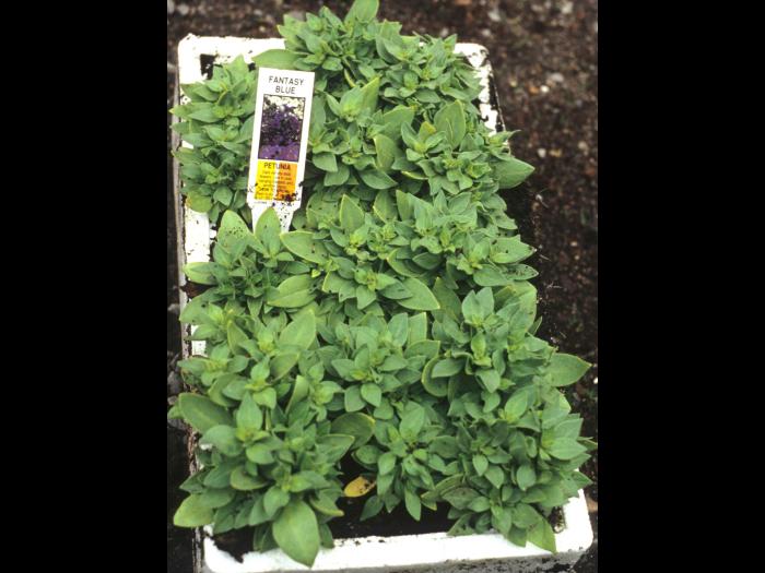 Pétunias - Polluant gazeux (Éthylène (C2H4))_1