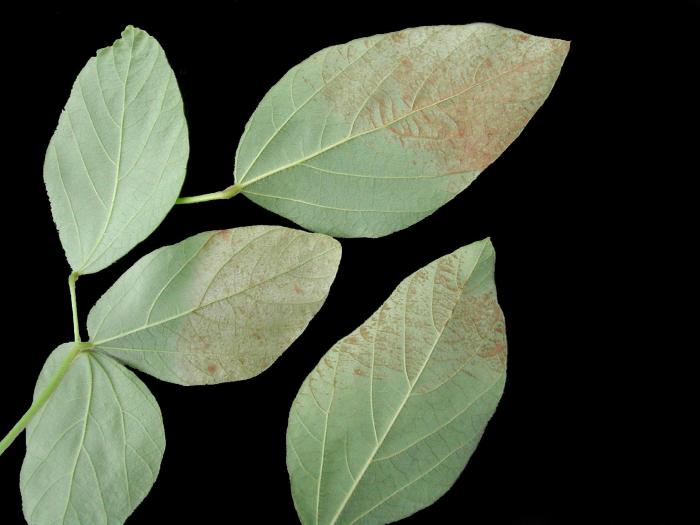 Soya - Insolation (coup de soleil)