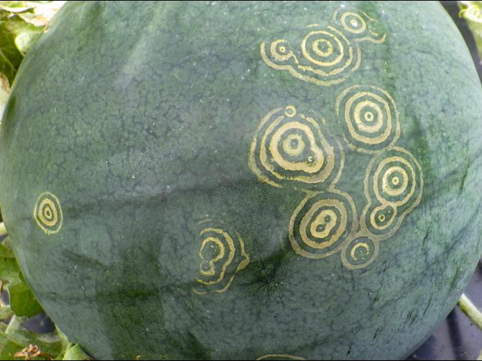 Melons - Target cluster_1