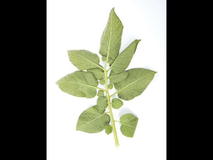 Pomme de terre - Polluant gazeux