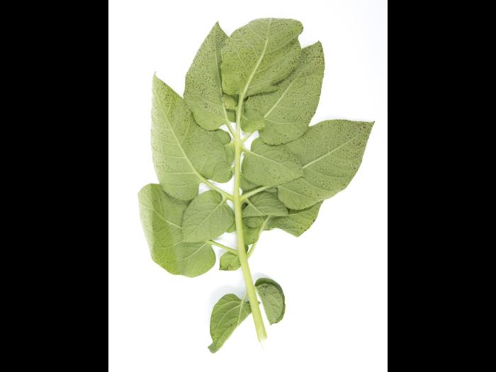 Pomme de terre - Polluant gazeux