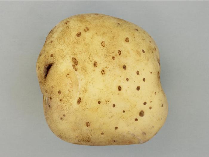 Pomme de terre - Manque d'oxygène / Hypertrophie des lenticelles