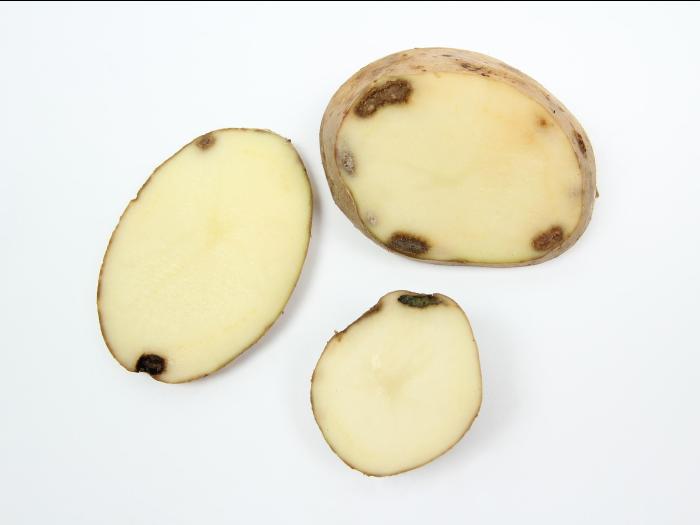 Pomme de terre - Blessure ou meurtrissure de pression