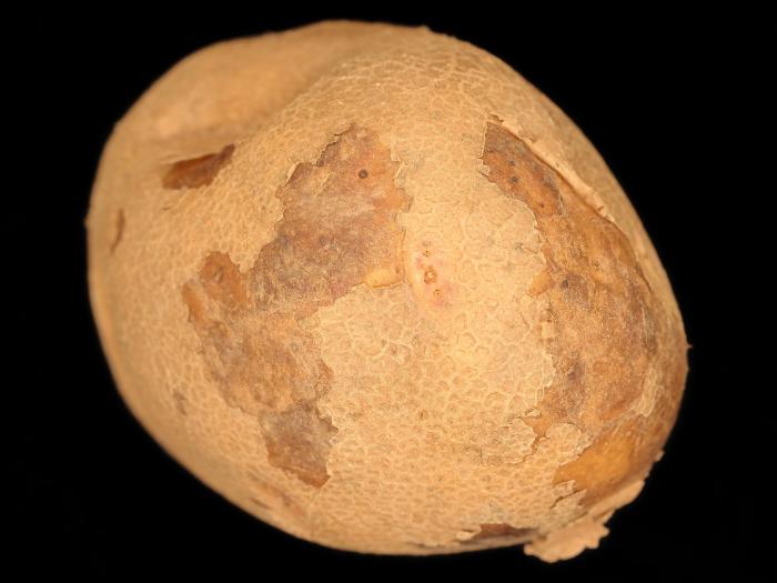 Pomme de terre - Pelage de l'épiderme