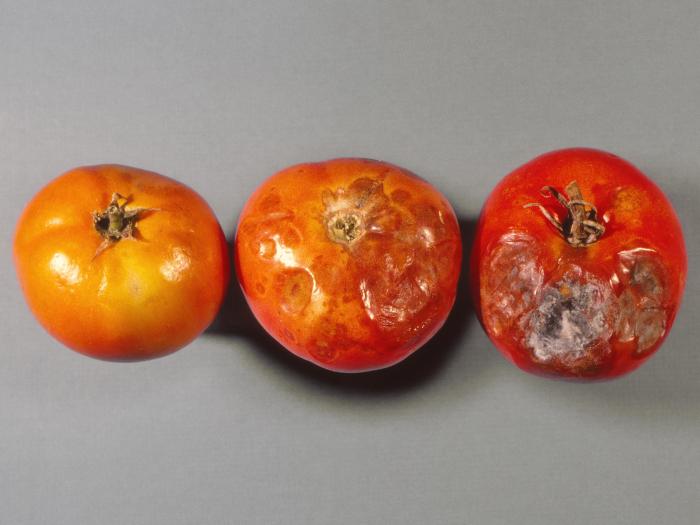 Tomate - Microfissures
