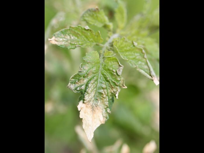 Tomate - Gel printanier