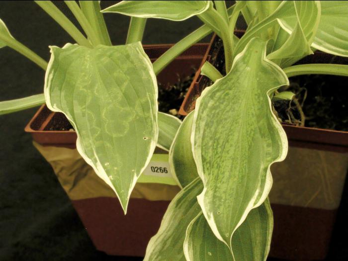 Hostas - Virus de la mosaïque du concombre (CMV)