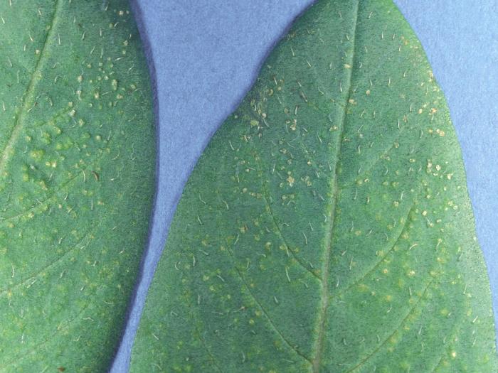 Cuphéas - Intumescence (oedème)