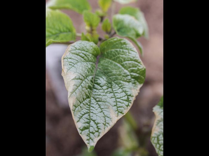 Cerise de terre - Gel printanier