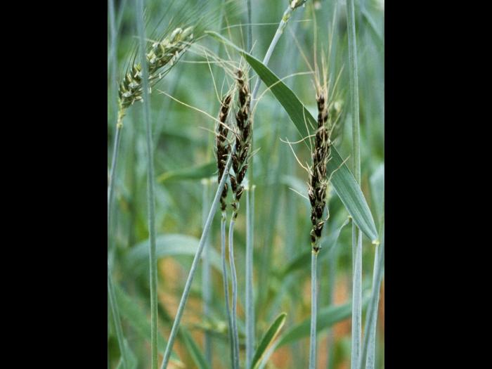 Blé - Charbon nu (Ustilago tritici)_2