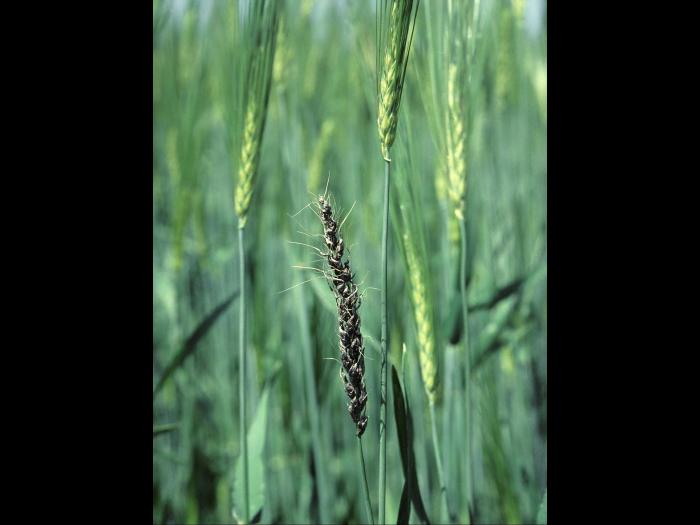 Orge - Charbon nu (Ustilago nuda)