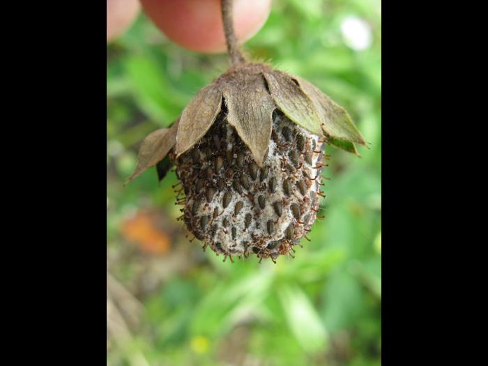 Fraise - Pourriture cuir (Phytophthora cactorum)