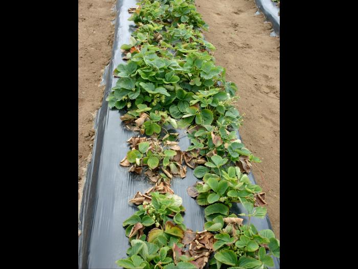 Fraise - Verticilliose (Verticillium dahliae)