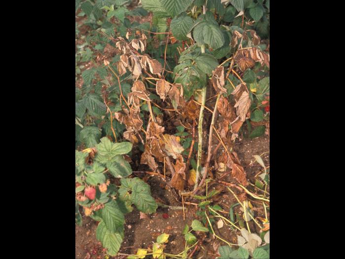 Framboise - Pourriture des racines (Phytophthora rubi)