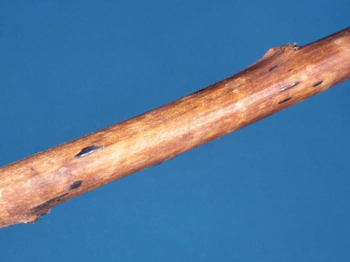 Framboise - Moisissure grise (Botrytis cinerea)