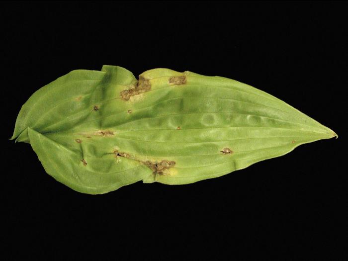 Hostas - Moisissure grise (Botrytis cinerea)