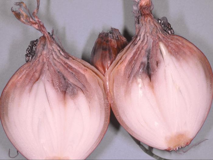 Oignon sec - Pourriture du col (Botrytis sp.)