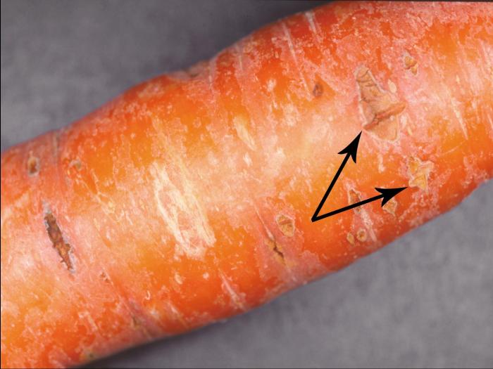 Carotte - Cavité pythienne (Pythium sp.)