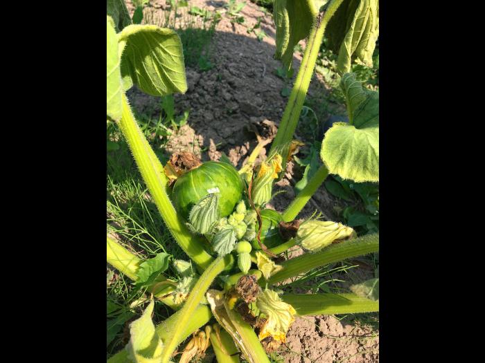 Courges - Virus de la tache annulaire de la papaye (PRSV)