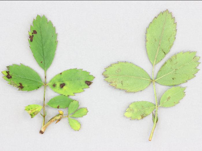 Rosiers - Tache noire (Diplocarpon rosae)