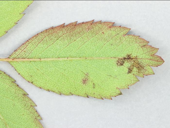 Rosiers - Tache noire (Diplocarpon rosae)