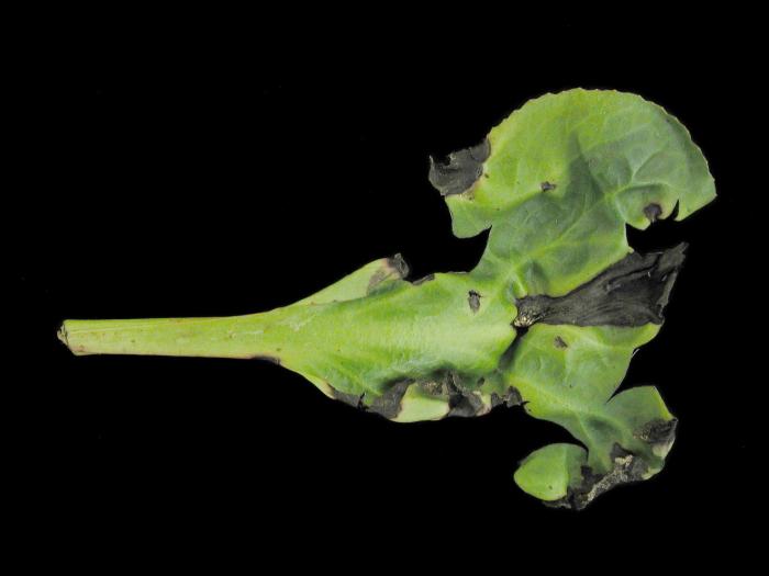 Bergenias - Anthracnose (Colletotrichum sp.)