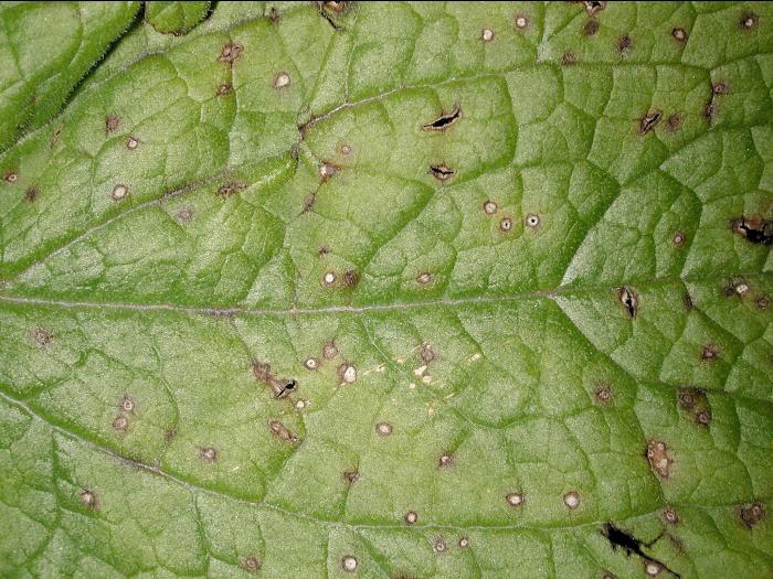 Digitales - Anthracnose (Colletotrichum fuscum)