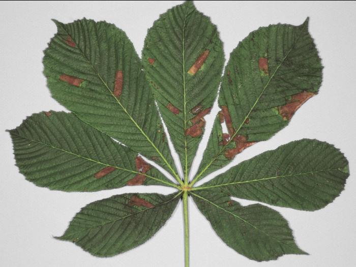 Marronniers - Brûlure des feuilles (Phyllosticta paviae)