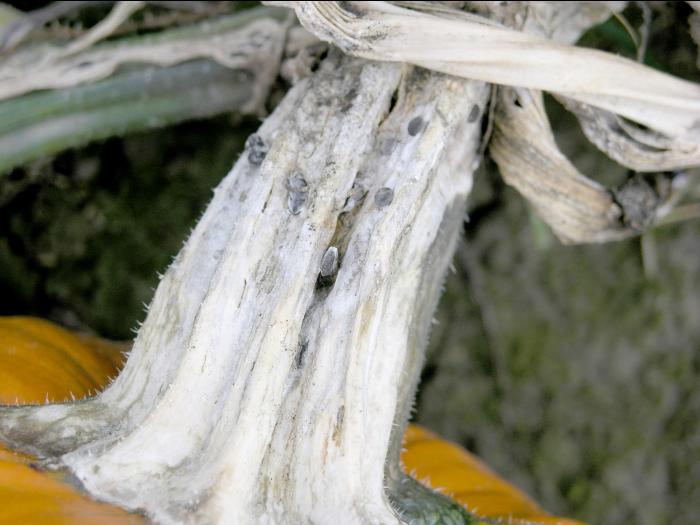 Citrouille - Pourriture sclérotique (Sclerotinia sclerotiorum)