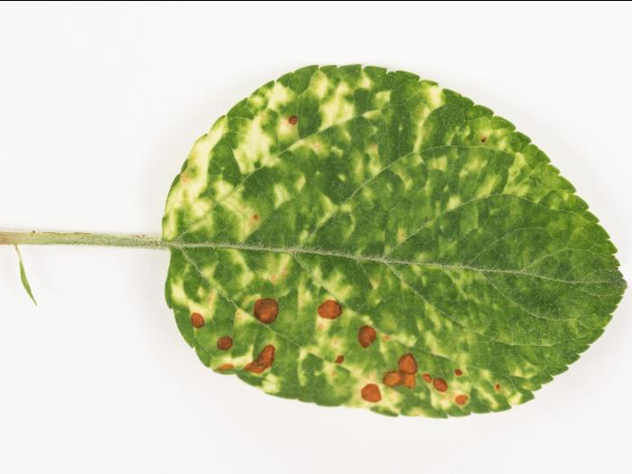 Pomme - Virus de la mosaïque du pommier (ApMV)