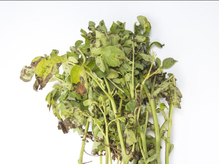 Pomme de terre - Maladies des taches brunes (Alternaria alternata)