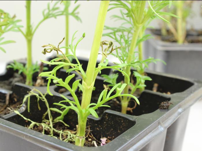 Cosmos - Charbon blanc (Entyloma sp.)