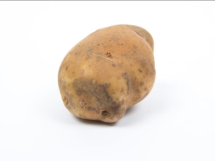 Pomme de terre - Gale poudreuse (Spongospora subterranea)