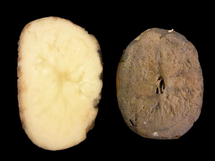 Pomme de terre - Pourriture rose (Phytophthora erythroseptica)