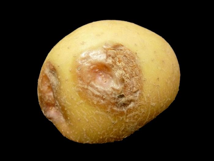  Pomme de terre - Virus Y de la pomme de terre (PVY)