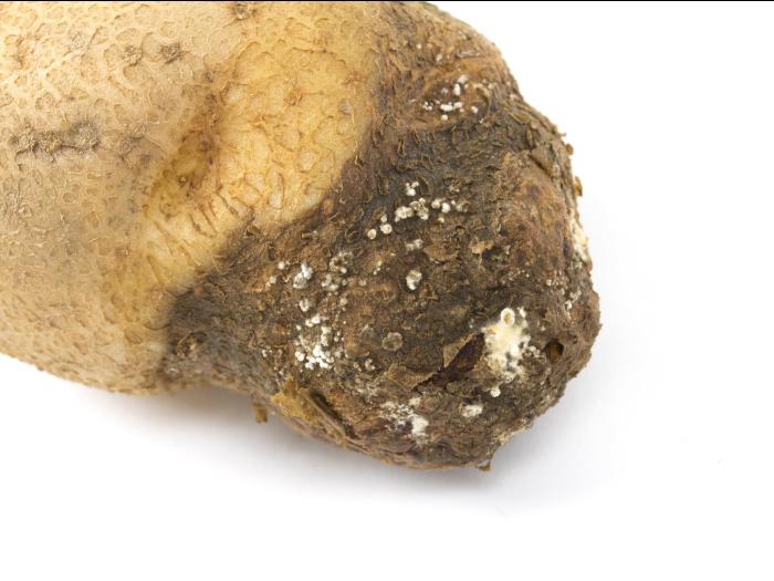 Pomme de terre - Pourriture sèche fusarienne (Fusarium sp.)
