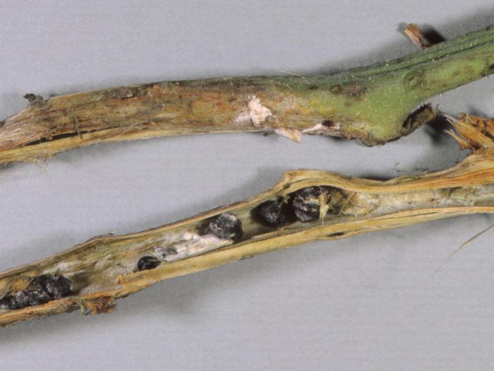 Tomate - Pourriture sclérotique (Sclerotinia sclerotiorum)