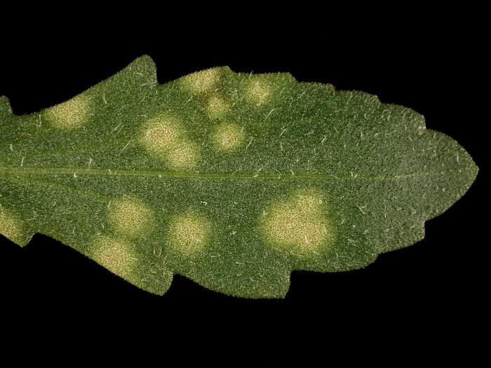 Gaillardes - Charbon blanc (Entyloma spp.)