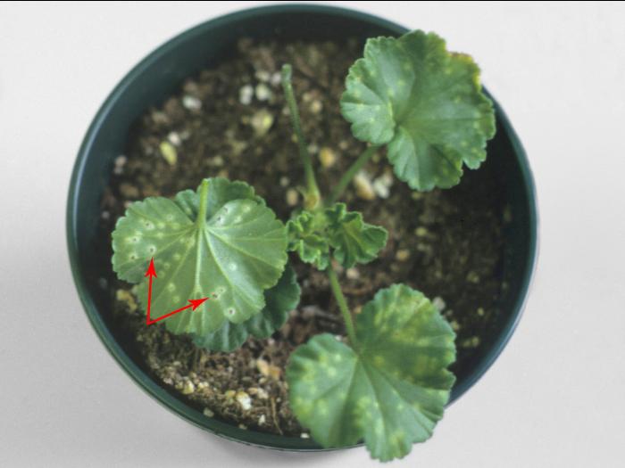 Géraniums - Rouille du pélargonium (Puccinia pelargonii-zonalis)_7