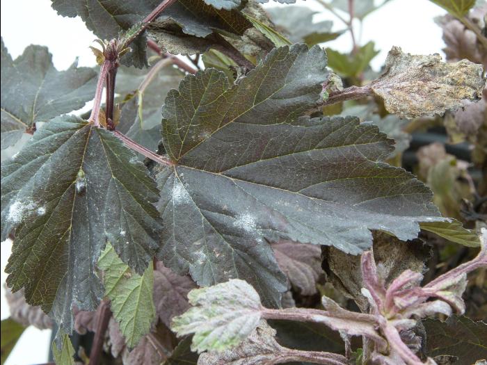 Physocarpes - Blanc (Podosphaera macularis)_2