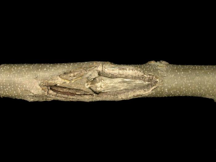 Platanes - Chancre cytosporéen (Cytospora sp.)