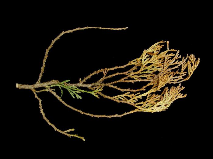 Thuyas - Brûlure des aiguilles (Kabatina juniperi)