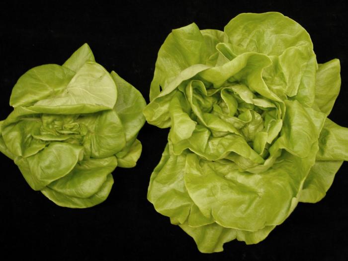 Laitues - Pourriture des racines (Pythium dissotocum)