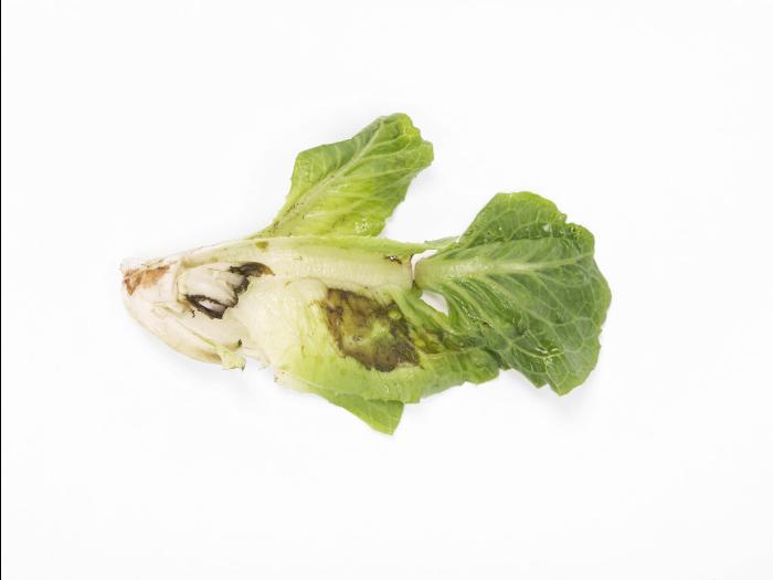 Laitues - Rhizoctone brun (Rhizoctonia solani)