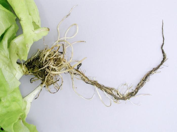 Laitues - Pourriture des racines (Pythium dissotocum)