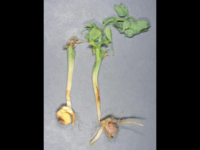 Pois - Pourriture des racines (Neocosmospora solani)_3