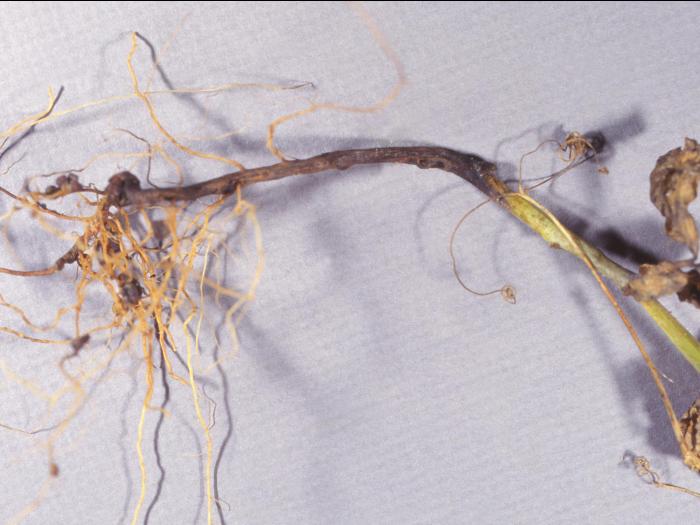 Pois - Nécrose racinaire précoce (Aphanomyces euteiches)_1
