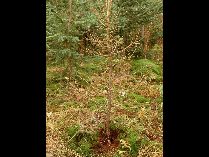Arbres de Noël (sapins) - Pourridié-agaric (Armillaria spp.)
