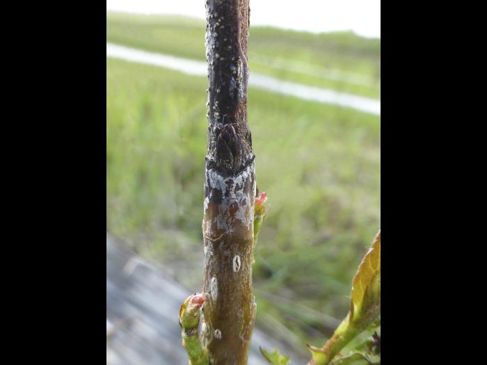 Aronie à fruits noirs - Chancre cytosporéen (Cytospora sp.)